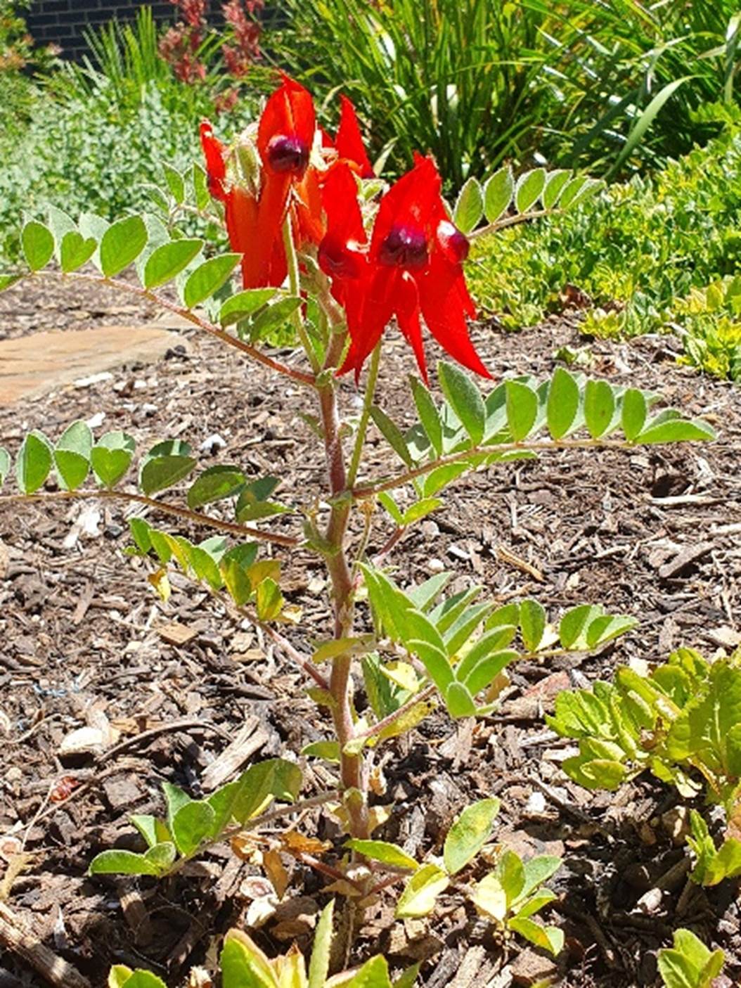 A red flower with green leaves

Description automatically generated