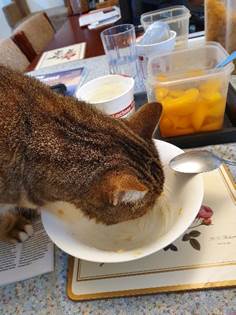 A cat drinking from a bowl

Description automatically generated with medium confidence