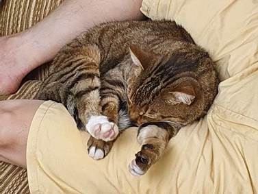 A cat lying on a person's chest

Description automatically generated with medium confidence