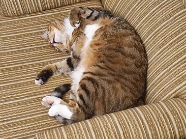 A cat lying on its back

Description automatically generated with medium confidence