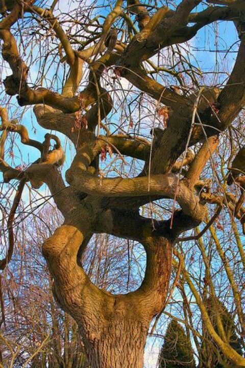 A Tangled Tree